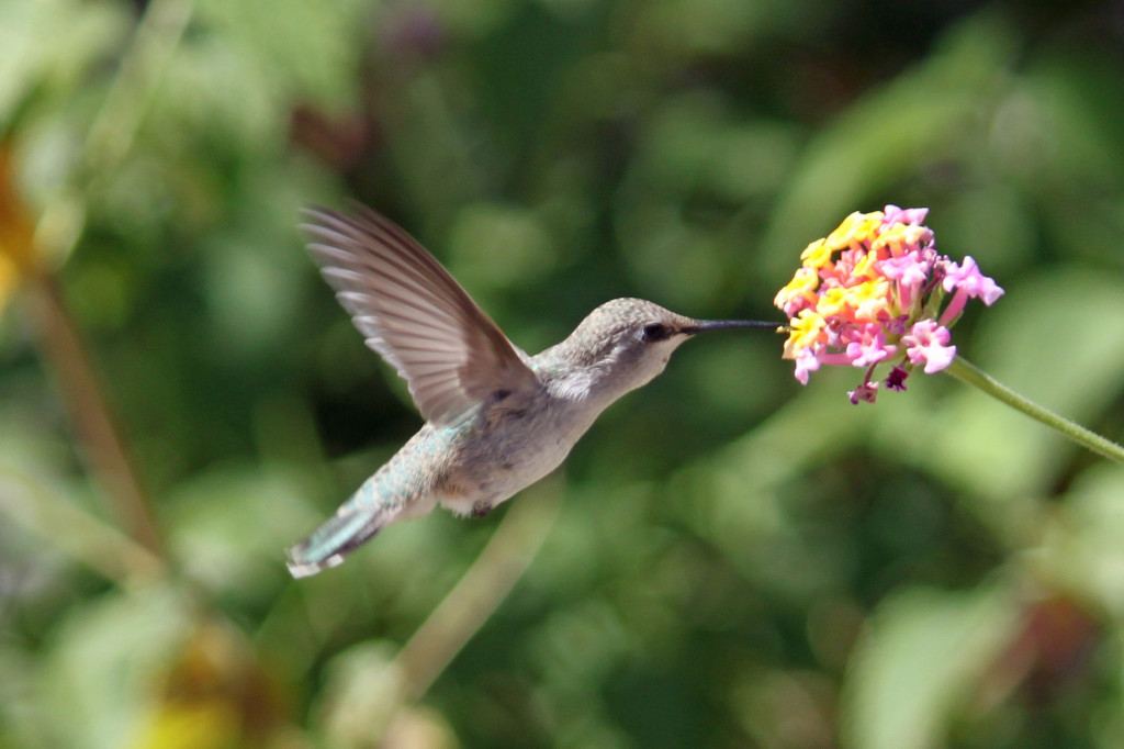 hummingbird at flower