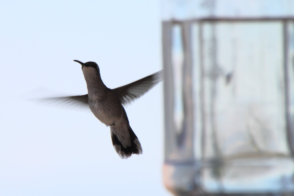 hummingbird hovering near glass feeder